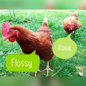 Jades Flossy and Rosie
