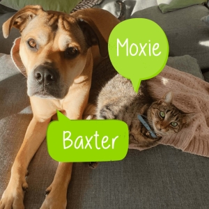 Robs Moxie and Baxter